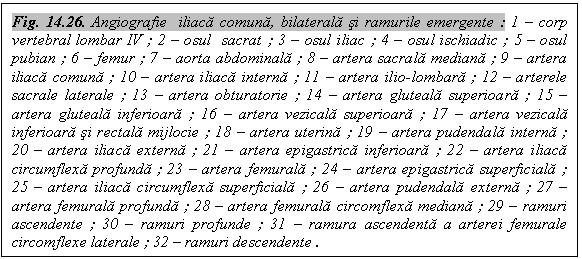 Text Box: Fig. 14.26. Angiografie  iliaca comuna, bilaterala si ramurile emergente : 1 - corp vertebral lombar IV ; 2 - osul  sacrat ; 3 - osul iliac ; 4 - osul ischiadic ; 5 - osul pubian ; 6 - femur ; 7 - aorta abdominala ; 8 - artera sacrala mediana ; 9 - artera iliaca comuna ; 10 - artera iliaca interna ; 11 - artera ilio-lombara ; 12 - arterele sacrale laterale ; 13 - artera obturatorie ; 14 - artera gluteala superioara ; 15 - artera gluteala inferioara ; 16 - artera vezicala superioara ; 17 - artera vezicala inferioara si rectala mijlocie ; 18 - artera uterina ; 19 - artera pudendala interna ; 20 - artera iliaca externa ; 21 - artera epigastrica inferioara ; 22 - artera iliaca circumflexa profunda ; 23 - artera femurala ; 24 - artera epigastrica superficiala ; 25 - artera iliaca circumflexa superficiala ; 26 - artera pudendala externa ; 27 - artera femurala profunda ; 28 - artera femurala circomflexa mediana ; 29 - ramuri ascendente ; 30 - ramuri profunde ; 31 - ramura ascendenta a arterei femurale circomflexe laterale ; 32 - ramuri descendente .

