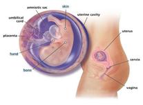 Schimbari cu gravida in saptamana 11 de sarcina
