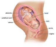 In saptamana 38 copiluleste pregatit de nastere